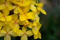 Insects are looking for food onÃÂ ixoraÃÂ lutes